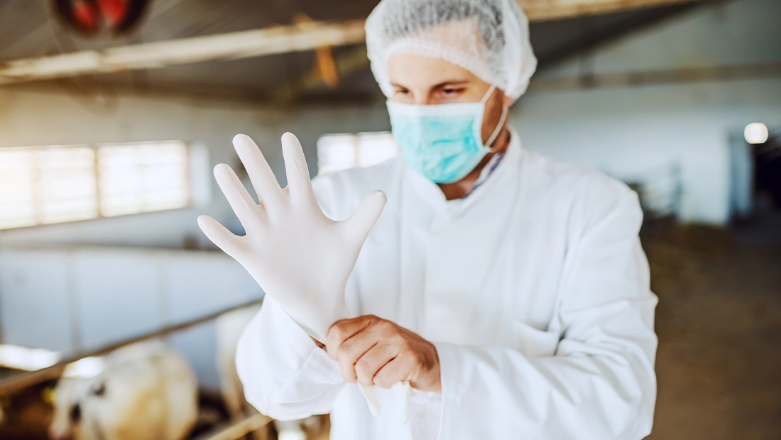 What is the purpose of veterinary gloves?